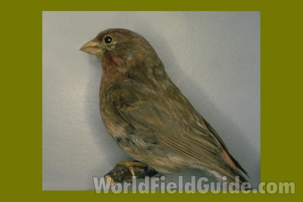 Young - Subspecies californicus<br>(Location of Picture: Okanogan, Washington, USA)