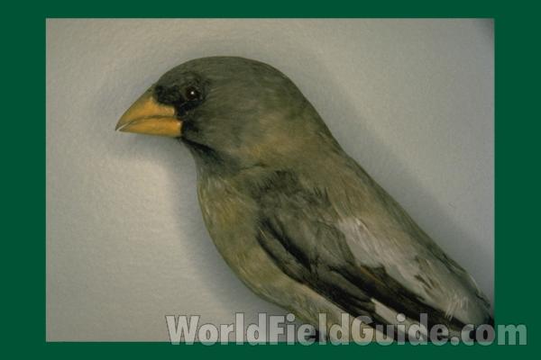 Museum Specimen<br>(Location of Picture: FMNH of Chicago)