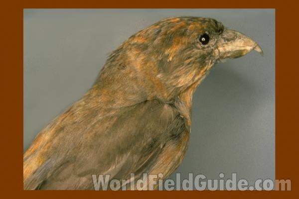 Museum Specimen<br>(Location of Picture: FMNH of Chicago)