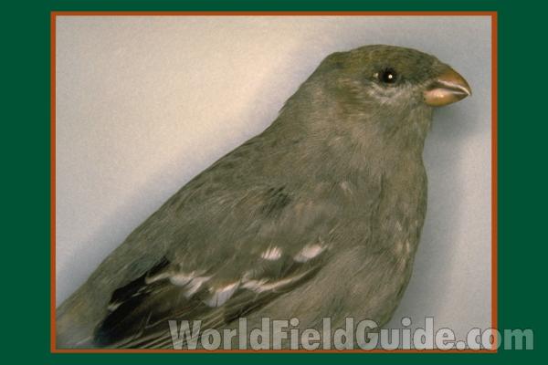 Female<br>(Location of Picture: FMNH of Chicago)