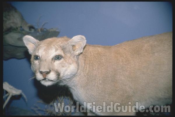 <br>(Location of Picture: FMNH)<br>(Location of Picture: FMNH)