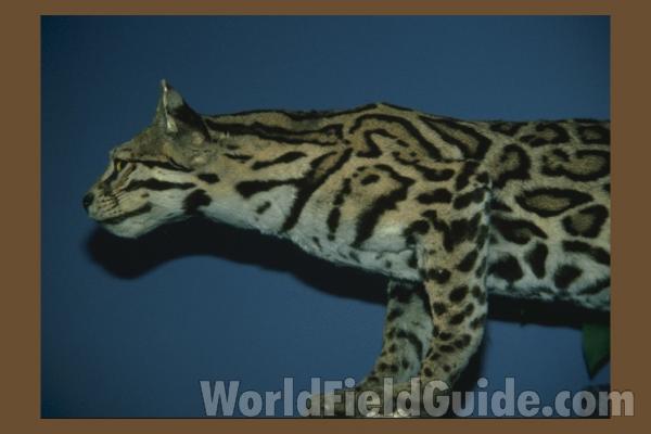 Museum View<br>(Location of Picture: Chicago, Illinois, USA)