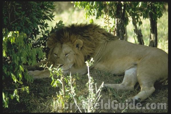 <br>(Location of Picture: Kenya, Africa)<br>(Location of Picture: Kenya, Africa)