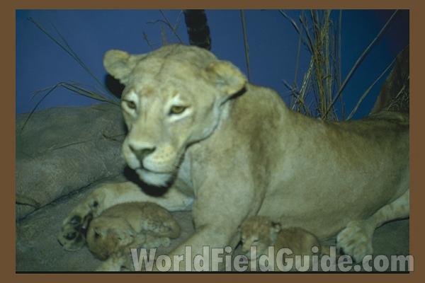 Clsoe View of Claws<br>(Location of Picture: Private Collection, 2013)