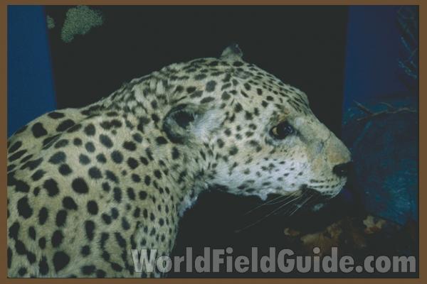 Museum View<br>(Location of Picture: Illinois, USA)