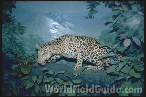 Side View - Mounted in  Bio Scape<br>(Location of Picture: Caballas, Texas, USA, 2007)<br>(Location of Picture: Museum)