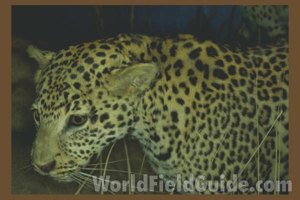 Side View - Mounted in  Bio Scape<br>(Location of Picture: Caballas, Texas, USA, 2007)<br>(Location of Picture: Museum)<br>(Location of Picture: Museum)