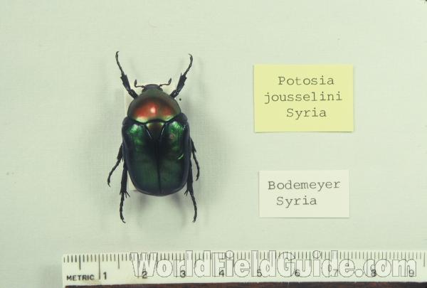 Mounted - Dorsal View<br>(Origin of the Specimen: Bodemeyer, Syria)
