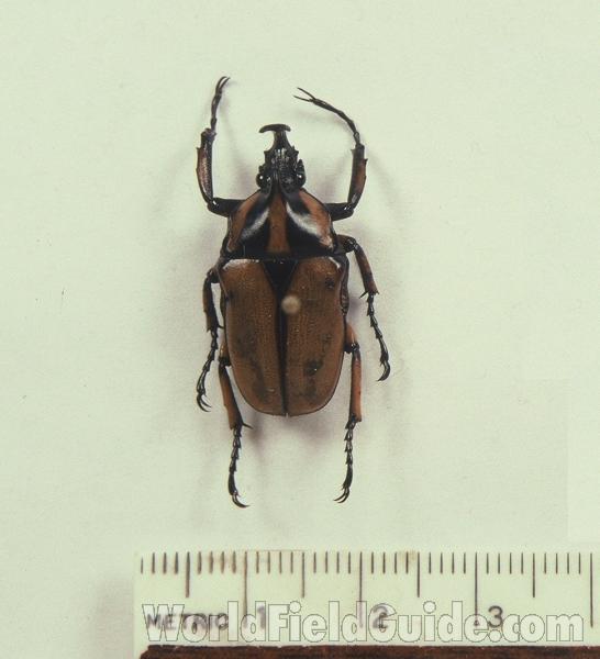 Mounted Dorsal View<br>(Origin of the Specimen: Kansu, China)