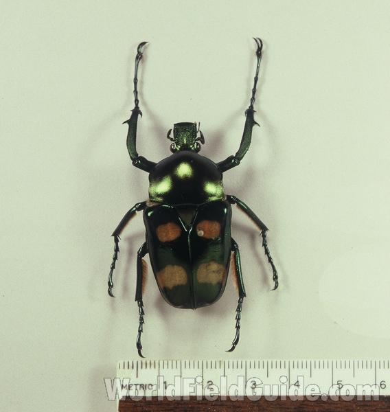 Mounted - Dorsal View<br>(Origin of the Specimen: Lampang, Thailand)