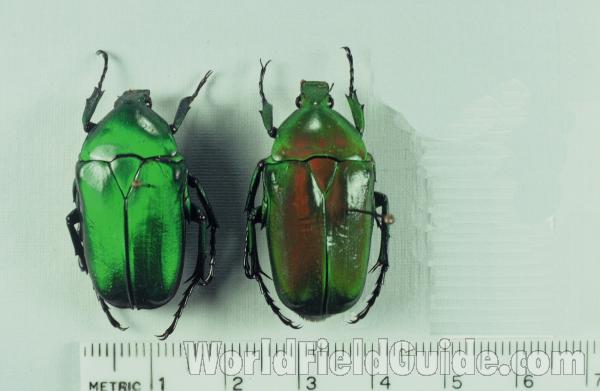 Two Examples - Dorsal View<br>(Origin of the Specimen: Formosa 1962)