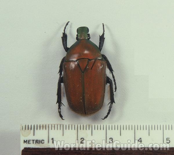 Mounted - Dorsal View<br>(Origin of the Specimen: Formosa)
