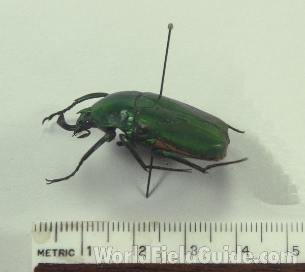 Male - Angle View<br>(Origin of the Specimen: Taiwan)