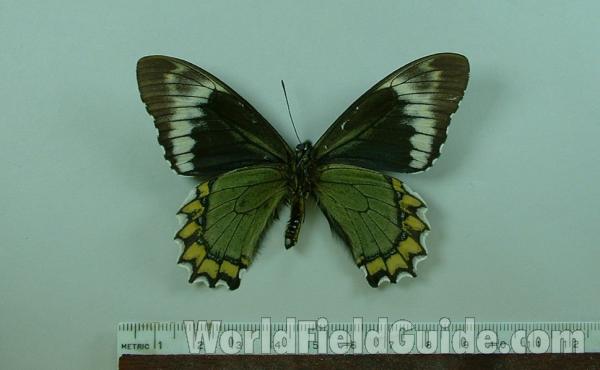 Male - Ventral<br>(Origin of the Specimen: Huanuco, Peru)