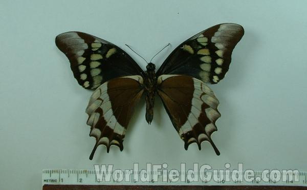Male - Ventral View<br>(Origin of the Specimen: San Martin, Peru)