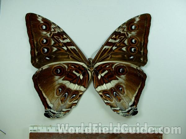 Male - Ventral - Some Gold<br>(Origin of the Specimen: Satipo, Peru)