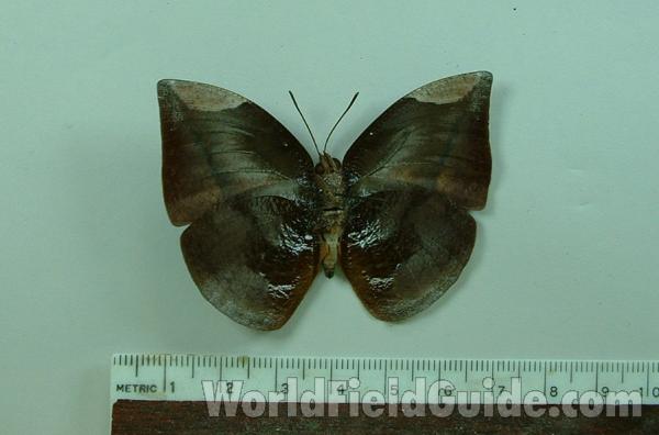 Ventral - Male<br>(Origin of the Specimen: Peru)