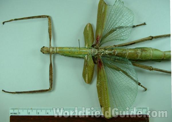 Dorsal View - Close View Of Wing Bases<br>(Origin of the Specimen: Timor, Indonesia)