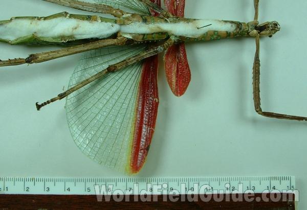 Ventral View - Close View Of Wing Bases<br>(Origin of the Specimen: Timor, Indonesia)