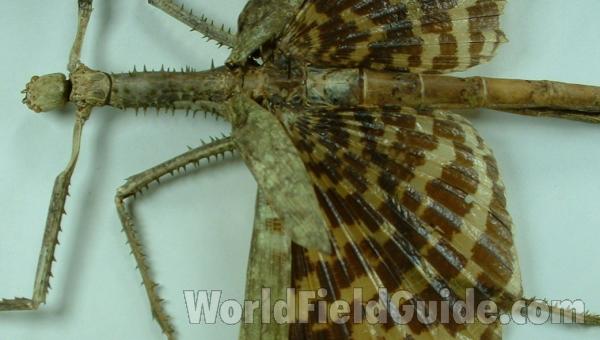 Dorsal View - Wing Bases<br>(Origin of the Specimen: Papua, New Guinea)