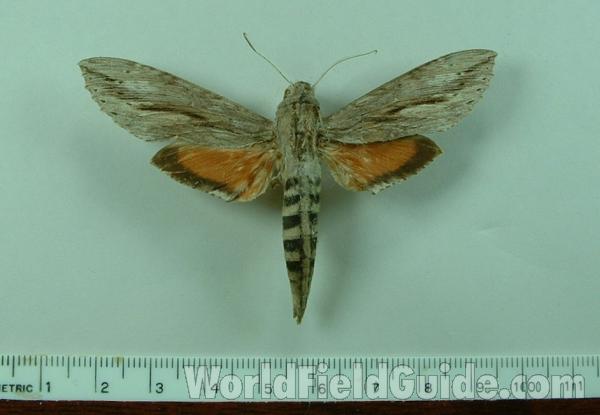 Mounted Dorsal<br>(Origin of the Specimen: Joinville, Santa Catarina, Brazil)