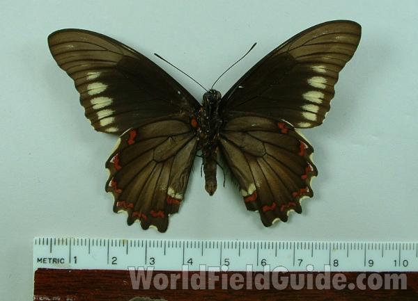 Male - Ventral Mounted<br>(Origin of the Specimen: Tampa, Florida)