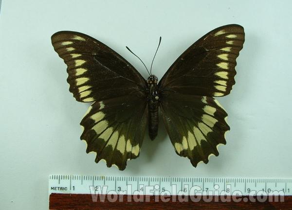 Female - Dorsal Mounted<br>(Origin of the Specimen: Tampa, Florida)