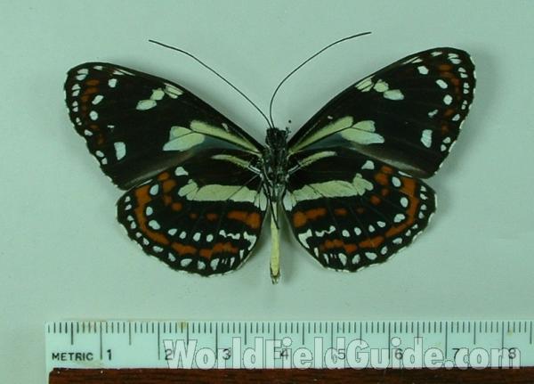 Male - Ventral View<br>(Origin of the Specimen: Amazonas, Peru)