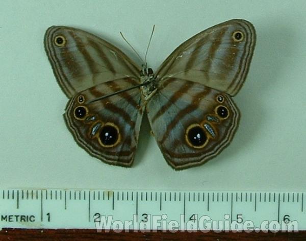 Mounted - Ventral View<br>(Origin of the Specimen: Iquitos, Peru)