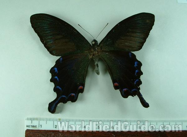 Male - Dorsal<br>(Origin of the Specimen: Okinawa, Japan)