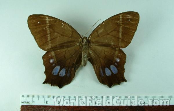 Male - Dorsal View<br>(Origin of the Specimen: Peru)