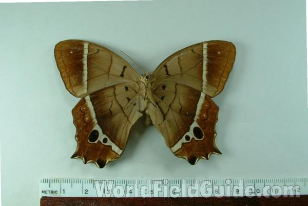Male - Ventral View<br>(Origin of the Specimen: Peru)