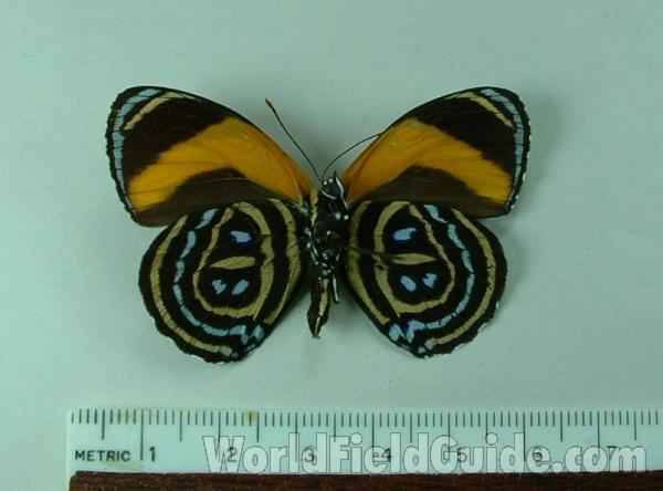 Male - Ventrall View<br>(Origin of the Specimen: Iquitos, Peru)