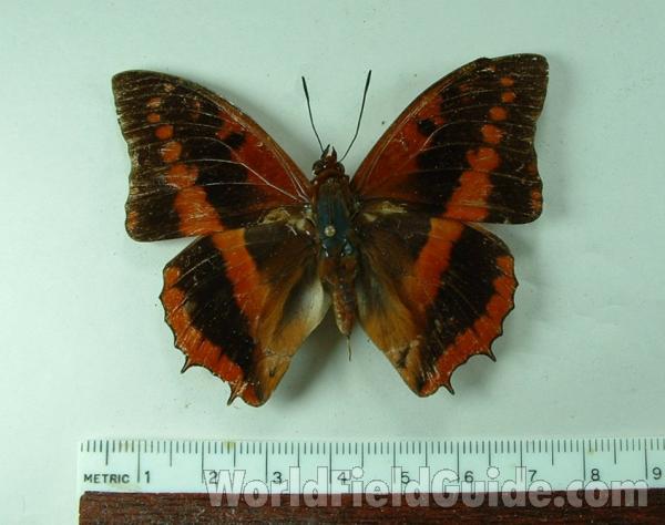 Male - Dorsal View - Form B<br>(Origin of the Specimen: Budungo, Uganda)