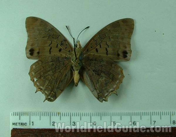 Male - Ventral View<br>(Origin of the Specimen: Budongo, Uganda)