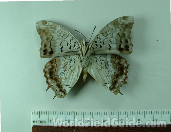 Male - Ventral<br>(Origin of the Specimen: Budongo, Uganda)