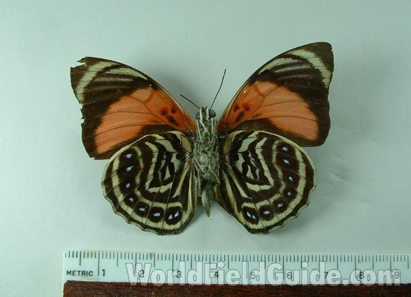 Male - Ventral View<br>(Origin of the Specimen: Otamche(sp), Colombia)