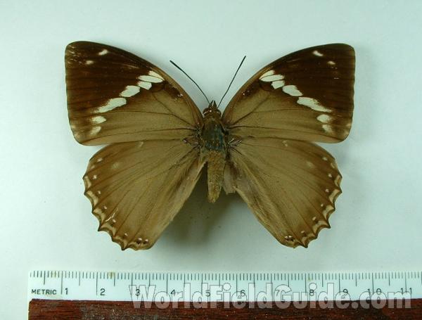 Female - Dorsal View<br>(Origin of the Specimen: Bangui, Rca)