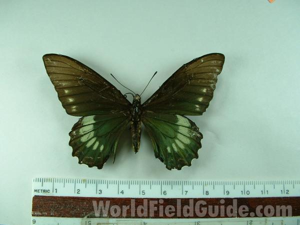 Female - Dorsal View<br>(Origin of the Specimen: El Salvador)