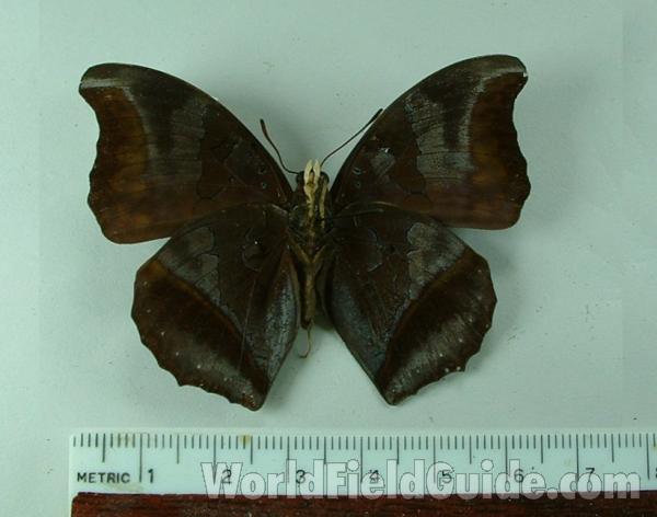 Male - Ventral View<br>(Origin of the Specimen: Bangui, Rca)