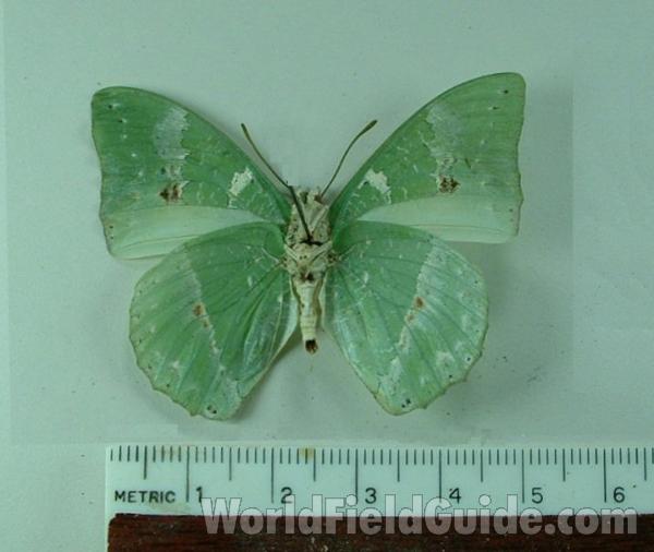 Male - Ventral View<br>(Origin of the Specimen: Bangui, Rca)