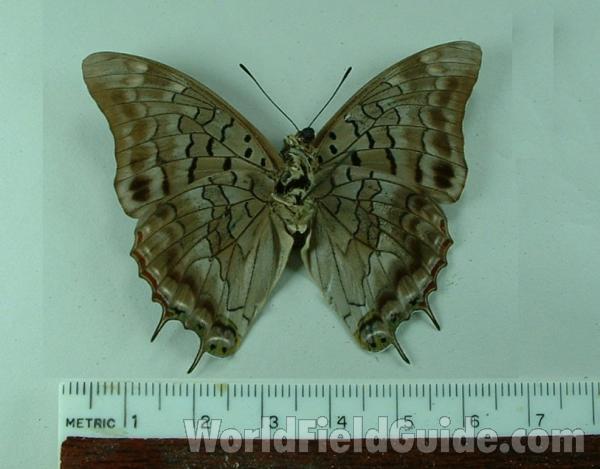 Male - Ventral View<br>(Origin of the Specimen: Bangui, Rca)