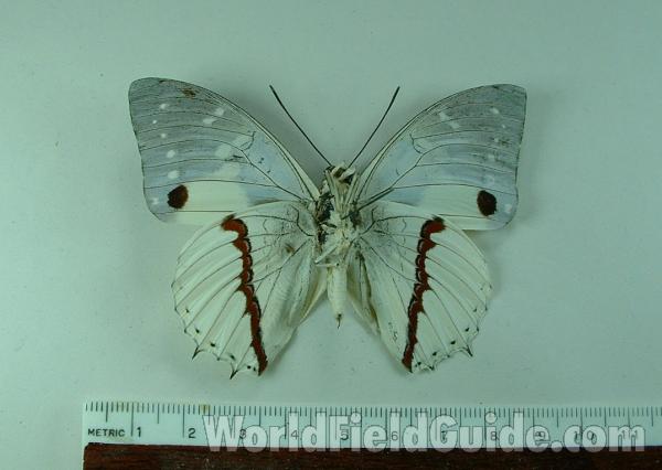 Male - Ventral View<br>(Origin of the Specimen: Bangui, RCA)
