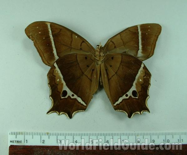 Male - Ventral View<br>(Origin of the Specimen: Tingo Maria, Peru)