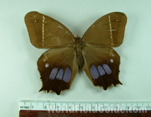 Female - Dorsal View<br>(Origin of the Specimen: Tingo Maria, Peru)