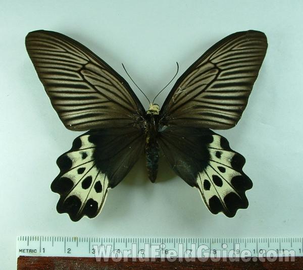 Female - Dorsal View<br>(Origin of the Specimen: West Java)
