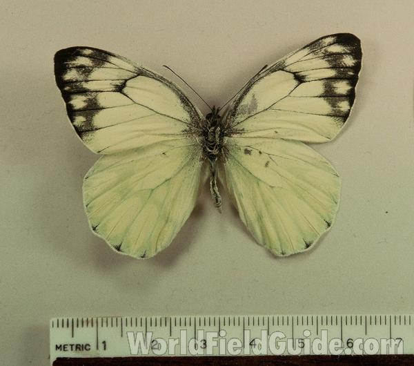 Male - Dorsal View<br>(Origin of the Specimen: Celebes, Indonesia)