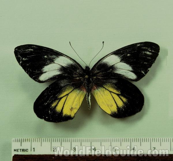 Female - Dorsal<br>(Origin of the Specimen: Romblon)