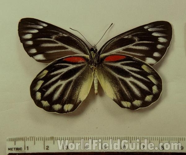 Female - Ventral<br>(Origin of the Specimen: Lombok)