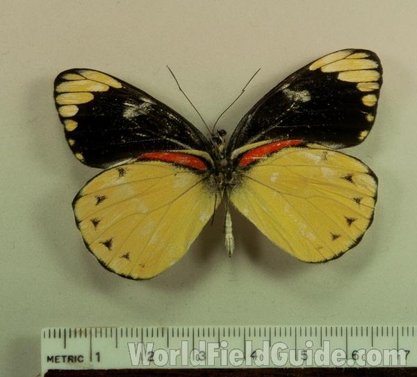 Male - Ventral<br>(Origin of the Specimen: Timor)